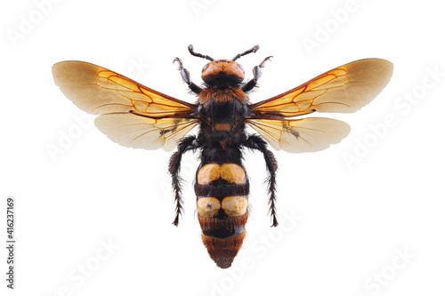 Female of mammoth wasp, Megascolia maculata isolated on white photo