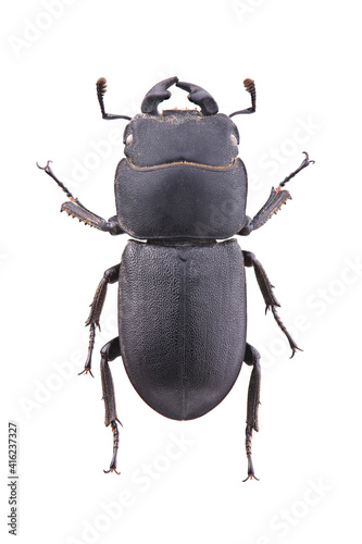 The lesser stag beetle (Dorcus parallelipipedus) isolated on white photo