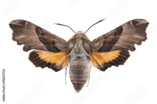The willowherb hawkmoth (Proserpinus proserpina) isolated on white photo