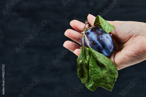 Hand holding a fresh plum on a black background