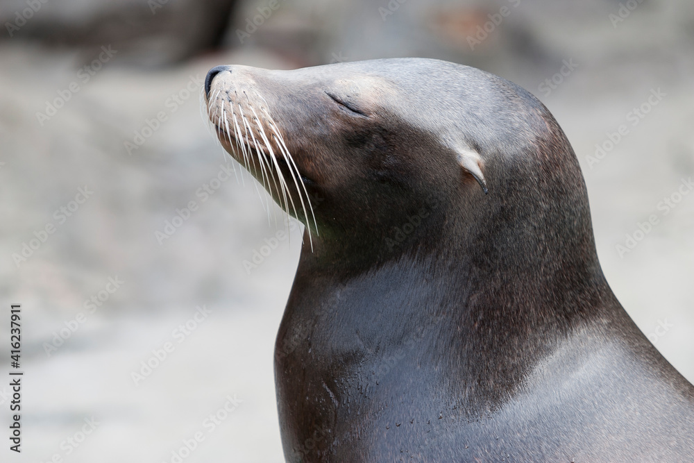 Obraz premium アシカ