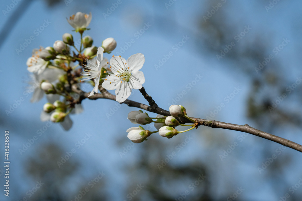 Premières fleurs