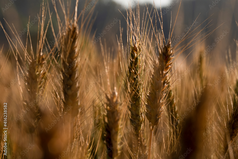 Barley fields At sunset, barley grains are used for flour, barley bread