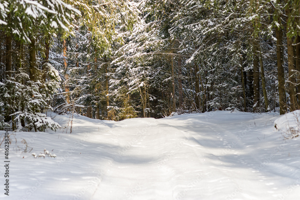 Snowy trail path in the winter coniferous forest.Cold winter snowy morning
