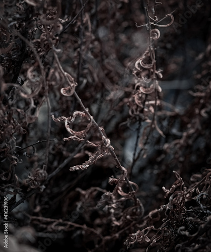A winter-dried (herbs) plant perfect for a splash, background and wallpaper. 