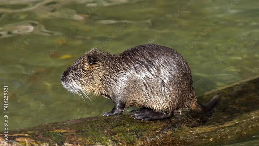 Coypu, Myocastor coypus, also known as river rat or nutria, is large, herbivorous, semiaquatic rodent and only member of family Myocastoridae. Coypu, Myocastor coypus, also known as river rat or nutria, is large, herbivorous, semiaquatic rodent and only member of family Myocastoridae.