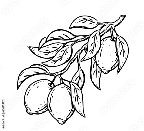 Tree twig with lemons, leaves. Ink sketch illustration. Black linear clipart of citrus fruit, lime. Botanic print, poster, element for farm product packaging. Graphic isolated vector, white background