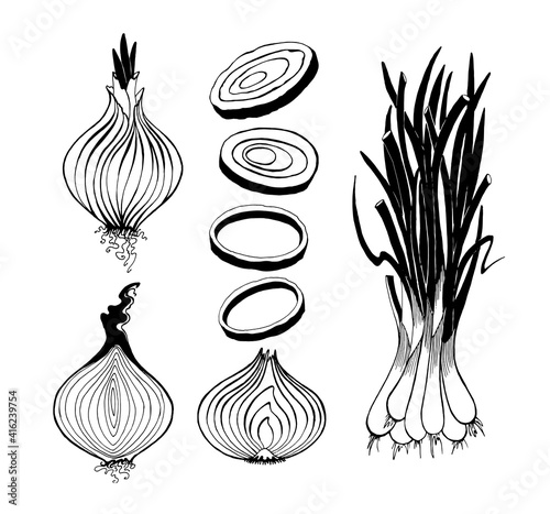 vector drawing of leek, onion drawing, onion rings, onion cut in half, onion head, vector drawings by hand isolated on a white background.