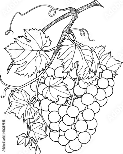 Grapevine black outline vector illustration isolated white background
