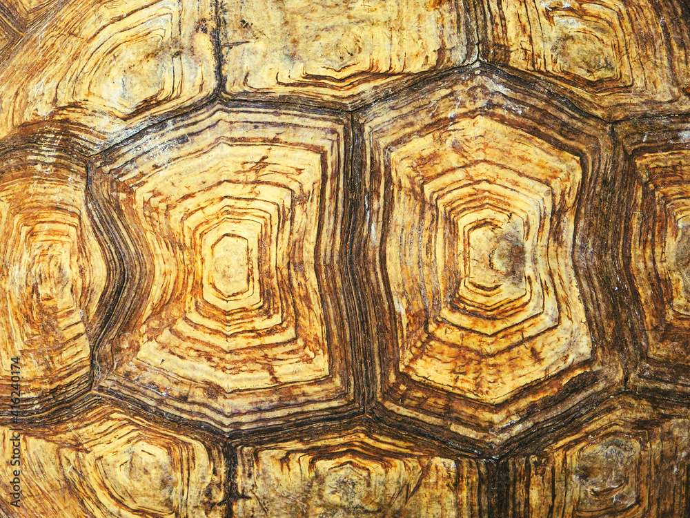 Tortoiseshell pattern texture of Giant Sulcata tortoise Stock Photo ...