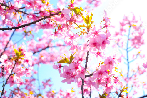 桜 綺麗 サクラ 美しい桜 鮮やか 日本 お花見 入学 卒業 春 かわいい © rin