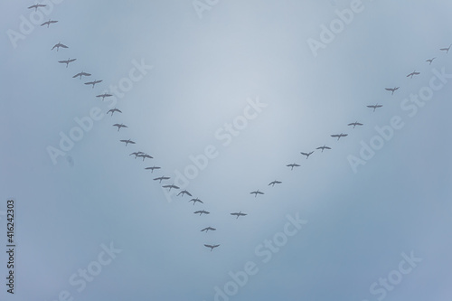 flock of birds in sky - Freedom of life