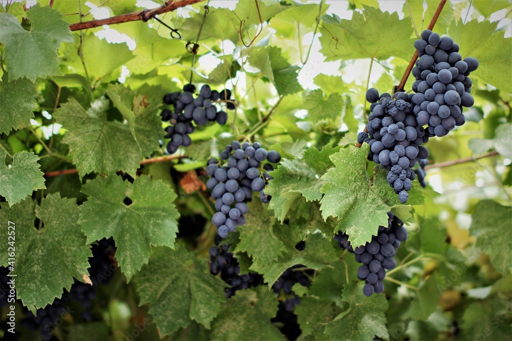 grapes on vine