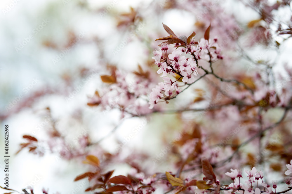 Fototapeta premium Beautiful pink flowers of blooming sakura close up.