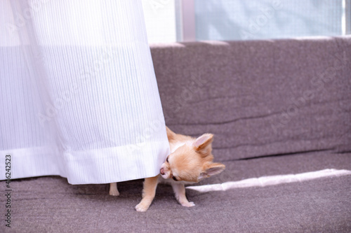 Plakat w ramie いたずらをする犬 / チワワ