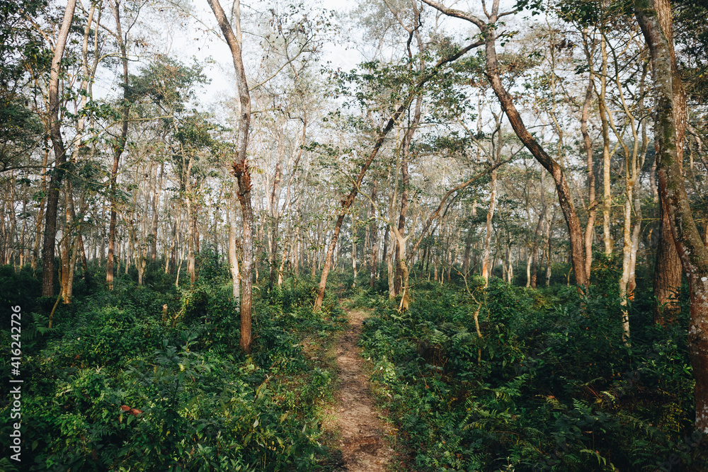 Naklejka premium Deep tropical jungles of Southeast Asia