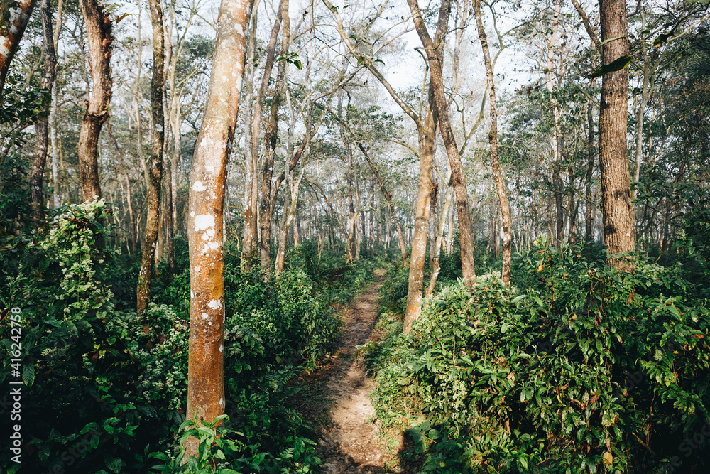 Obraz premium Deep tropical jungles of Southeast Asia