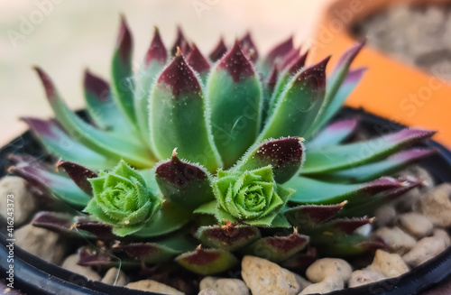 Closeup of a Succulent Plant 