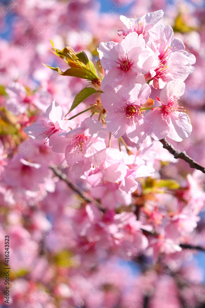 さくら サクラ 桜 綺麗 満開 穏やか かわいい 入学 卒業 花見 
