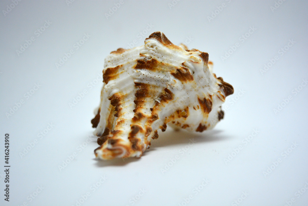 A beautiful and graceful marine, white ocean shell with brown dots located on a white background. A beautiful and graceful marine, white ocean shell with brown dots located on a white background.