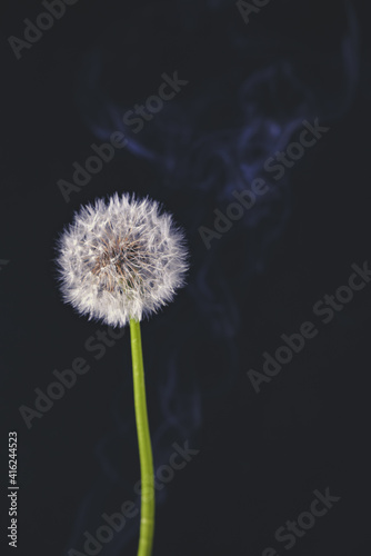 artistically placed dandelion on a black background shrouded in smoke