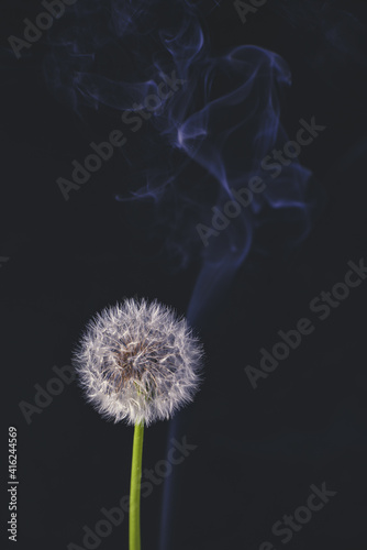 artistically placed dandelion on a black background shrouded in smoke