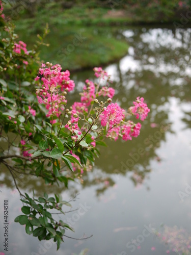 Flower, Lake, Korea, damyang, spring, pink, green photo