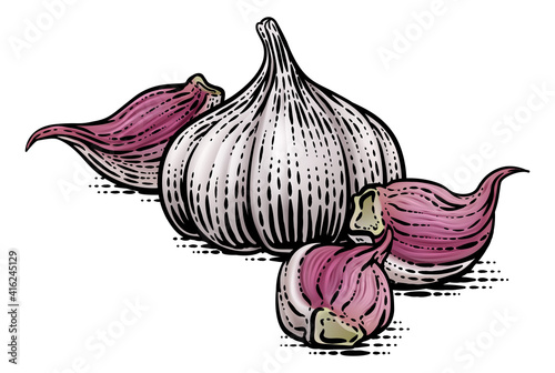 Garlic vegetable illustration in a vintage retro woodcut etching style.