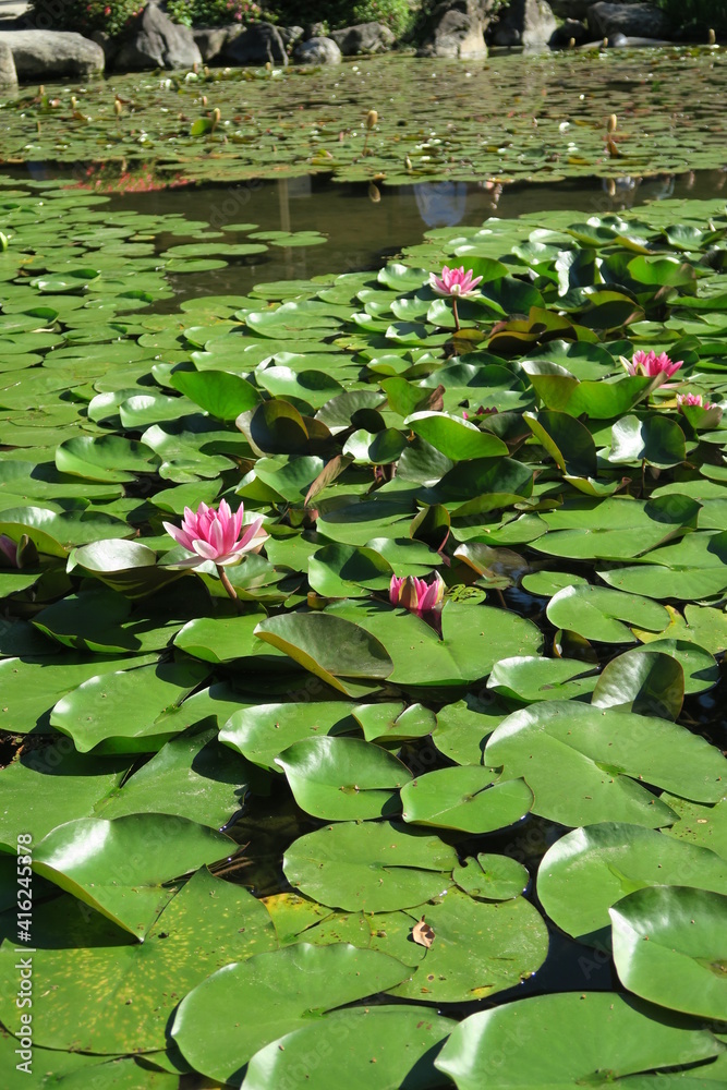 Lotus Pond, flower, kyoto, japan, spring Lotus Pond, flower, kyoto, japan, spring