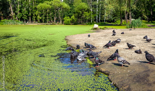 Tableau sur toile City pigeons swim in the pond with duckweed in summer