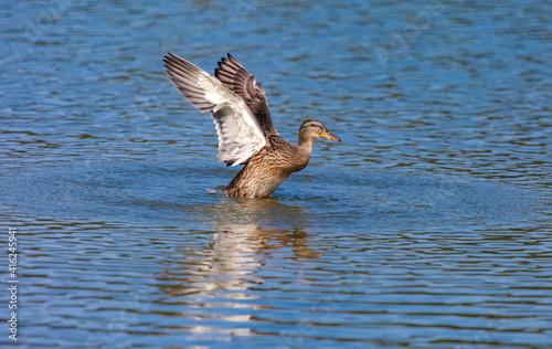 Ducks on the water pond in summer closeup © Александр Коликов