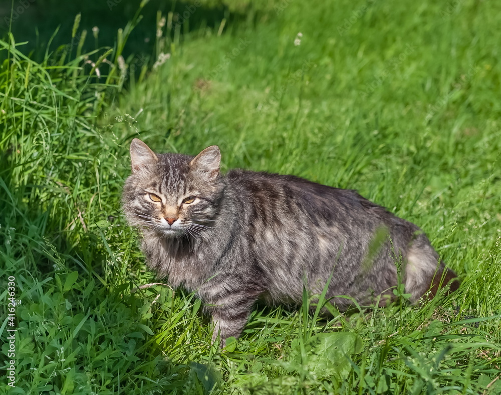 Gray cat on a background of green grass close-up in summer. Gray cat on a background of green grass close-up in summer.