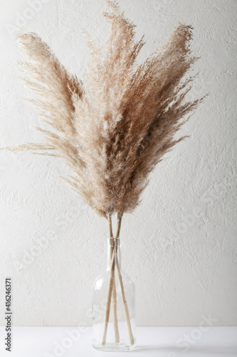 Fotografie, Tablou Pampas grass in vase on white background