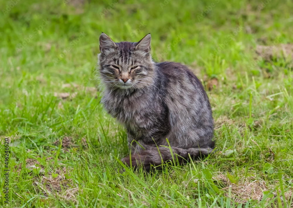 Gray wild cats on a background of green grass