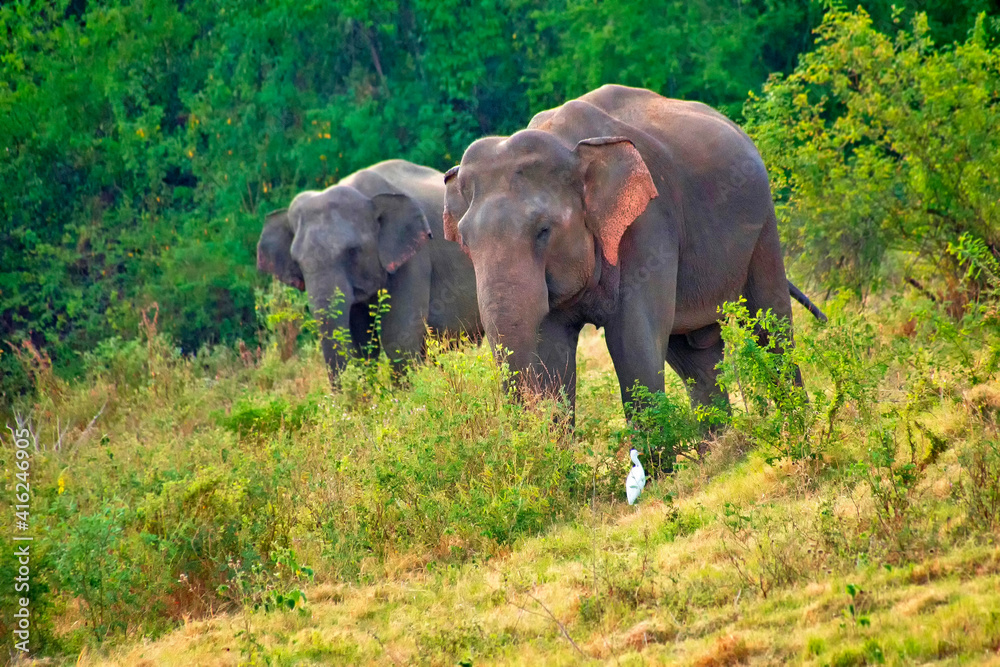 Sri Lankan Elephant, Elephas maximus maximus, Kaudulla National Park, Sri Lanka, Asia