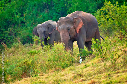 Sri Lankan Elephant, Elephas maximus maximus, Kaudulla National Park, Sri Lanka, Asia photo