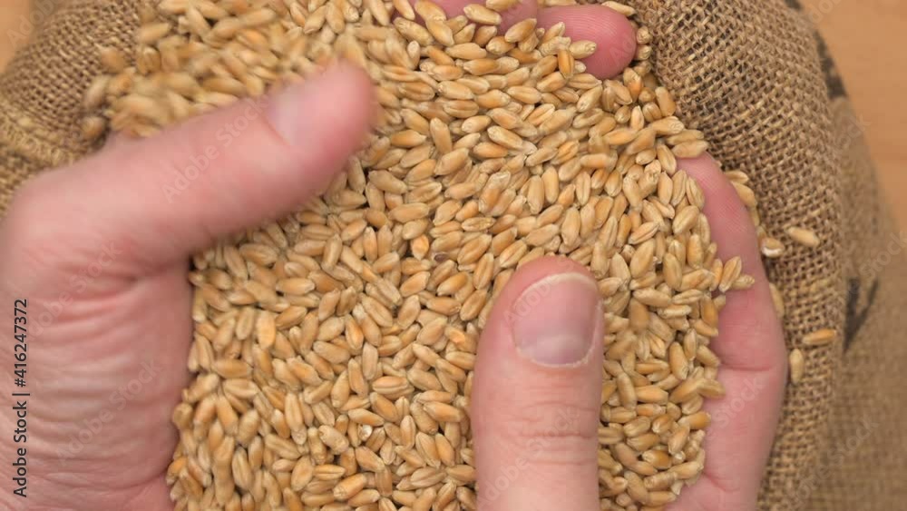Male hand holding wheat grains in jute sack after good harvest. Wheat grains falling into a sack. Close up of cereal seeds in farmer's hands, 4K resolution. Male hand holding wheat grains in jute sack after good harvest. Wheat grains falling into a sack. Close up of cereal seeds in farmer's hands, 4K resolution.