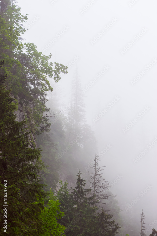 Foggy day in the mountains, Polish Tatra Mountains
Foggy day in the mountains, Polish Tatra Mountains