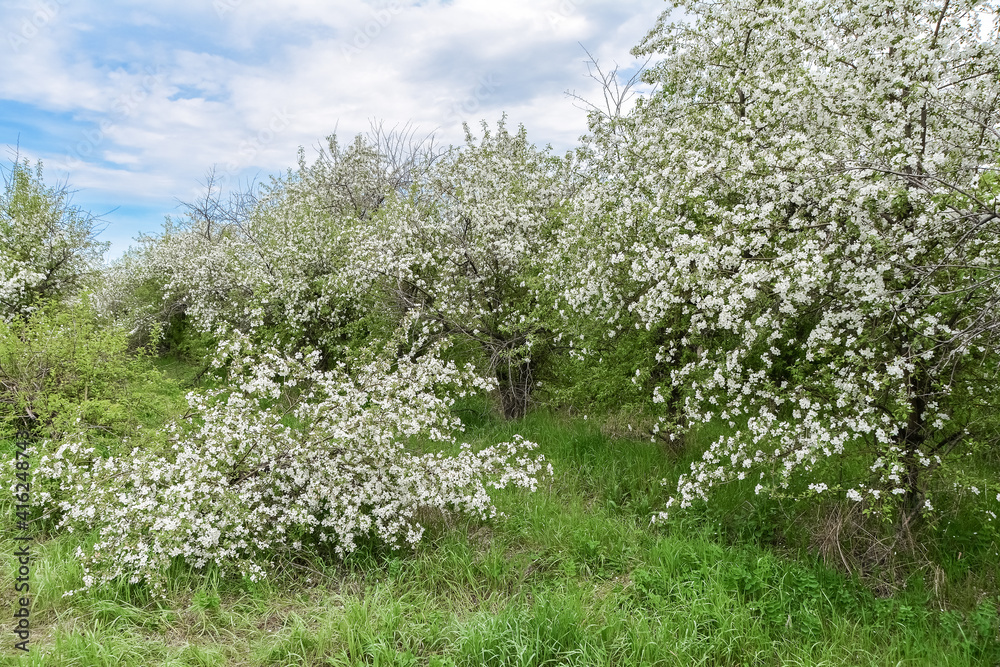 Obraz premium landscape with blooming apple trees in an abandoned garden