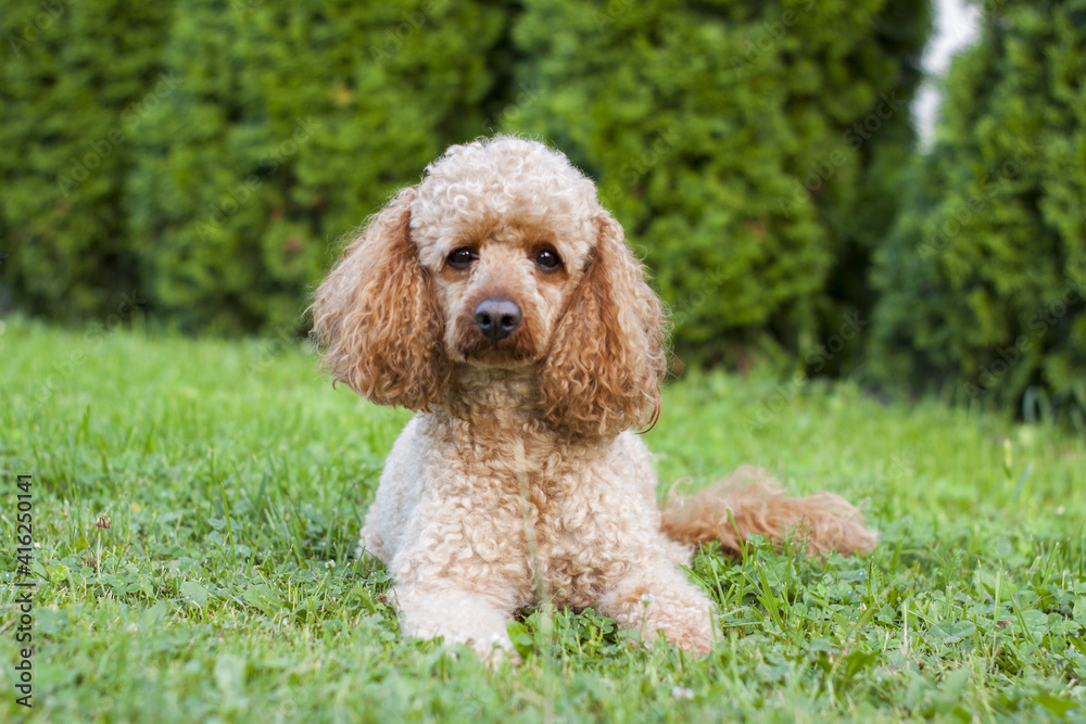 Medium apricot-colored poodle lying on the grass surrounded by greenery and posing proudly for photos.