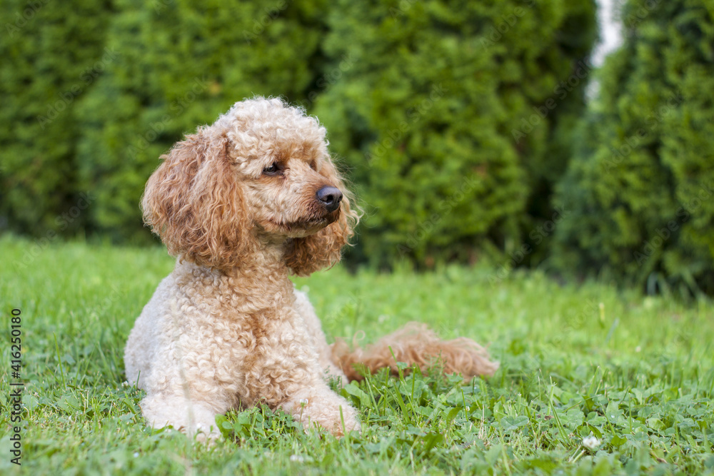Medium apricot-colored poodle lying on the grass surrounded by greenery and posing proudly for photos. Medium apricot-colored poodle lying on the grass surrounded by greenery and posing proudly for photos.
