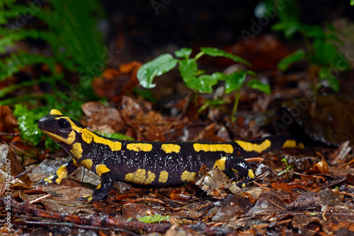 Feuersalamander // Fire salamander (Salamandra salamandra terrestris) - NRW, Deutschland photo