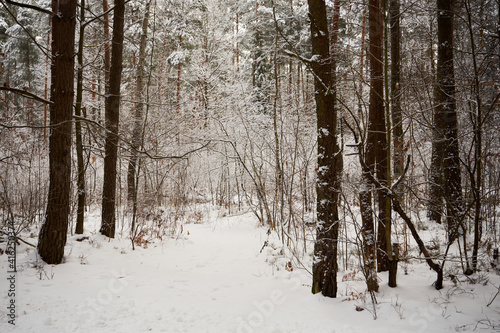 Fototapeta Naklejka Na Ścianę i Meble -  leśna zimowa ścieżka