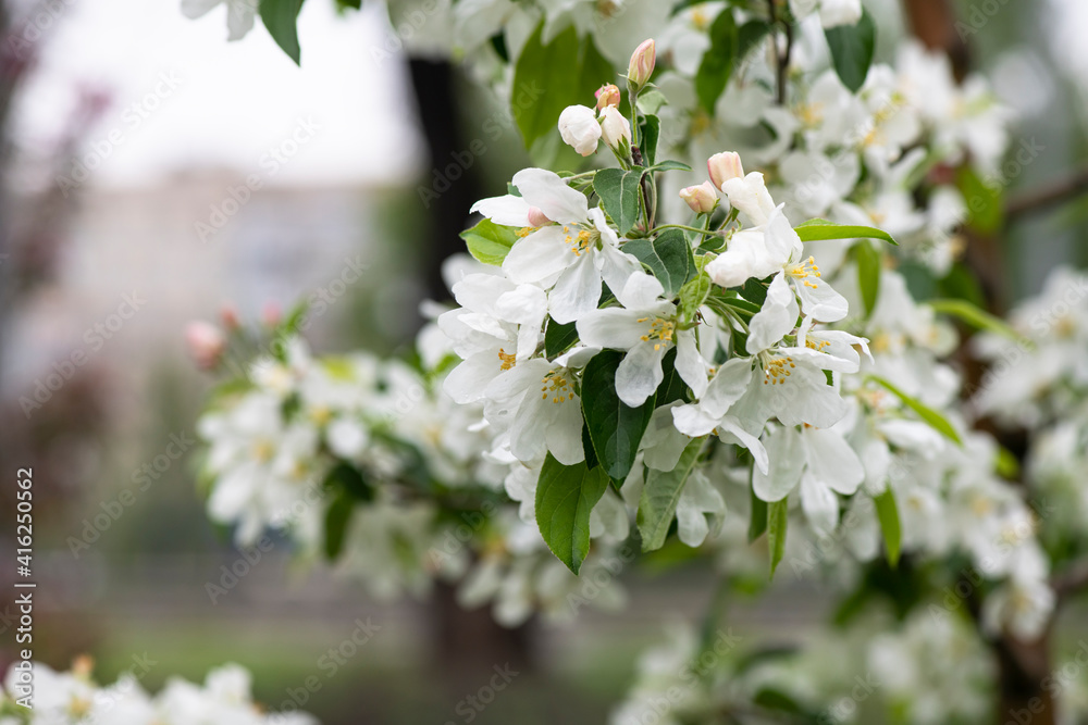 Nice spring time apple tree branch with white flowers blossom macro Nice spring time apple tree branch with white flowers blossom macro