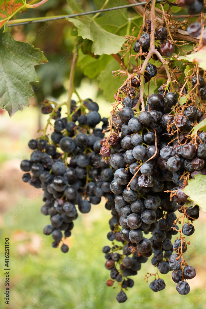 Ripe grapes on a vine in a vineyard in Florsheim Dalsheim, Germany on a fall day.