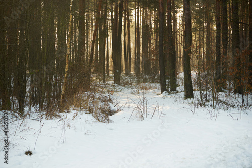 leśna zimowa ścieżka © Marcin Łazarczyk
