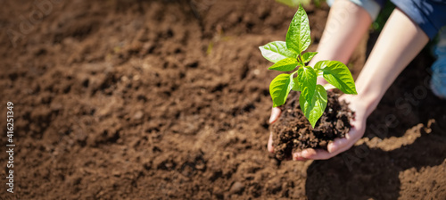 Human hands taking care of a seedling in the soil photo