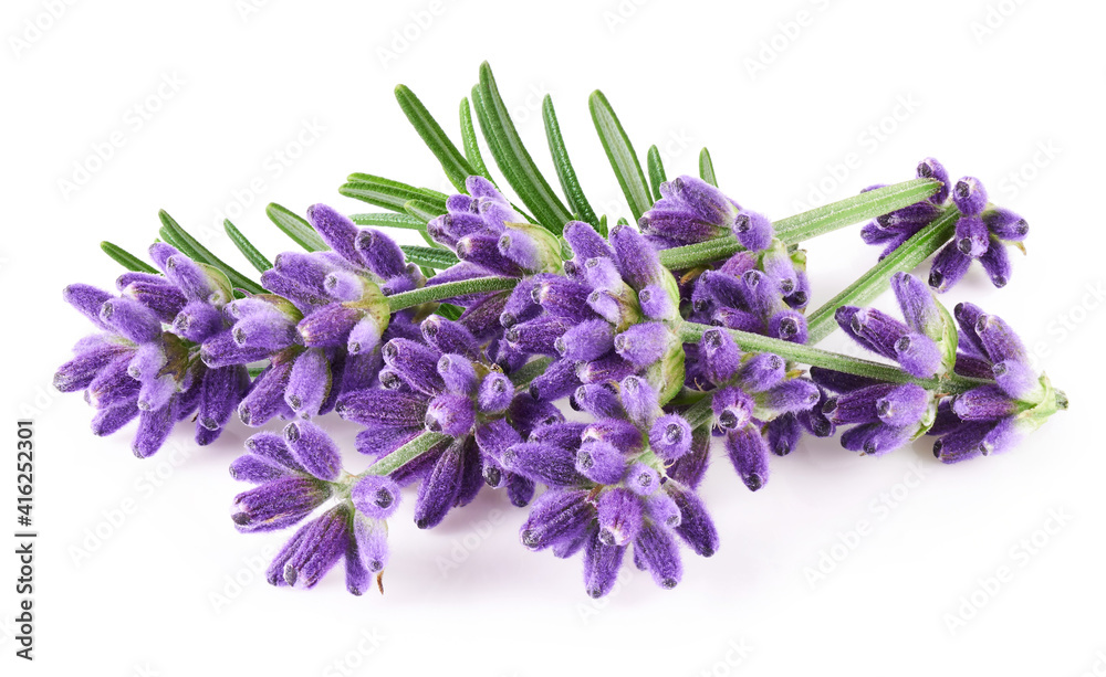 Lavender flowers isolated on white background     - obrazy, fototapety, plakaty 