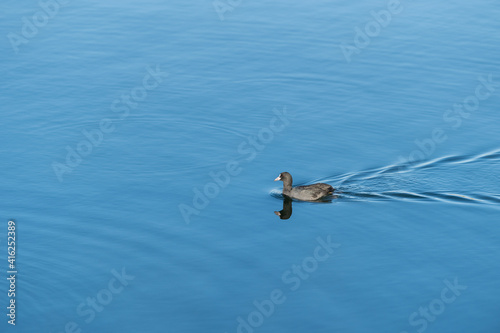 eurasian coot on lake
