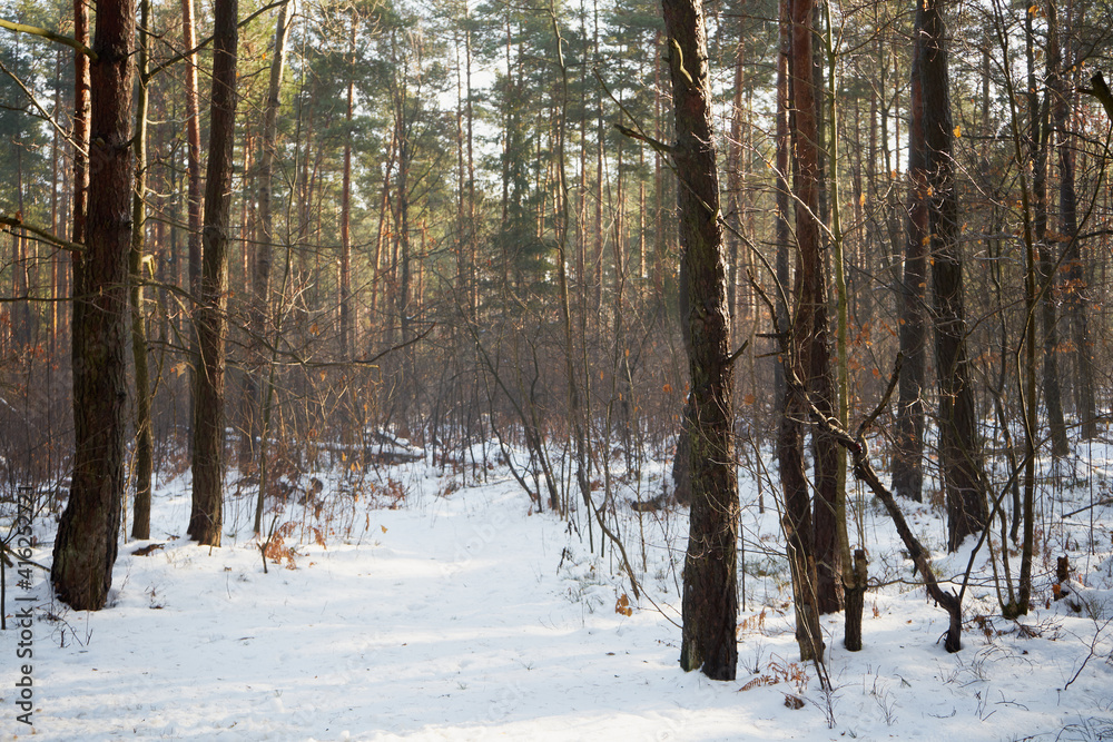 Fototapeta premium zimowe drzewa 